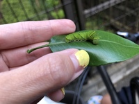 今 アゲハの幼虫 であろう虫を飼育しています 触っても 全く臭覚をださ Yahoo 知恵袋