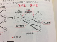 高校生物。第二極体。第二極体ですが、第一極体が分裂したものも、第二極体... - Yahoo!知恵袋