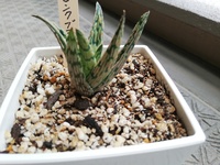 ジュエルオーキッドが販売禁止や人に渡したりするのは禁止ですよね それはマコデ Yahoo 知恵袋