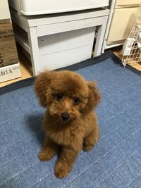 トイプードル4か月の女の子です 先週トリミングに行ったのです Yahoo 知恵袋