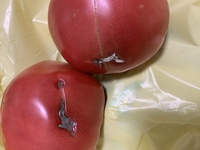 家庭菜園 トマト ご近所さんから もらったトマトです 雑に扱 Yahoo 知恵袋