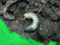 黄金虫の餌はなんですか バナナ りんご ぶどう ブルーベリーをあげる Yahoo 知恵袋