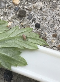 よもぎの葉にこの虫が大量発生しました アブラムシではなさそう Yahoo 知恵袋