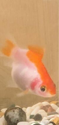 金魚のエラが赤いのですが病気でしょうか 飼っている金魚が一匹だけ片 Yahoo 知恵袋