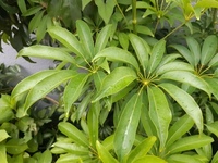 日陰でも育つ樹木を教えて下さい 庭の角に樹木を植えたいのですが Yahoo 知恵袋