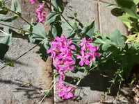 道端に咲くこのピンク色の花の名前を教えてください ムシトリナデシ Yahoo 知恵袋
