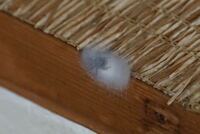 家の天井のコーナーにクモの繭 か卵か分からないんですが白い半透明の塊があり Yahoo 知恵袋