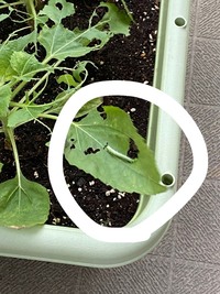 ﾋﾏﾜﾘについたこの虫はなんですか 庭に植えたミニひまわりの葉 Yahoo 知恵袋