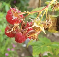 ラズベリーに虫がわいています ただ食べてるだけなら別にいいの Yahoo 知恵袋