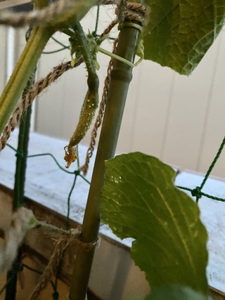 きゅうりを家庭菜園で育ててます 実ができても黄色くなって枯れ Yahoo 知恵袋