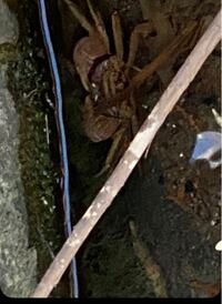 唐澤貴洋は用水路で弟を殺して食ったと聞きましたが生きるため仕方なかったからな Yahoo 知恵袋