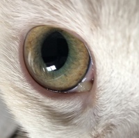猫の目やにについて 昨日の朝と今朝 画像のように片目だけから黄色っぱい Yahoo 知恵袋
