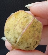 雨で食用ほおずきの プチあまっ が落ちてしまいました 見た Yahoo 知恵袋