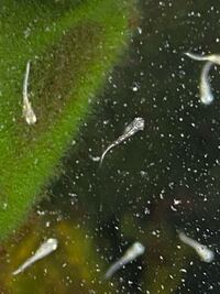 この間白メダカの稚魚が匹産まれたのですが その中で1匹だ Yahoo 知恵袋