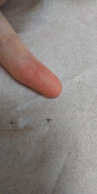 最近写真のような凄く小さい虫が大量発生しているのですが 何と Yahoo 知恵袋