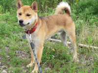 番犬種の犬は 特に番犬の役割を教えなくてもよそ者には吠えて番犬として機 Yahoo 知恵袋