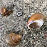 沖縄の貝先日沖縄の淡水が混じる河口付近のビーチでイソメを餌にチョイ投げ Yahoo 知恵袋