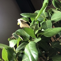 観葉植物ベンガレンシスの葉がところどころ茶色に変色しています Yahoo 知恵袋