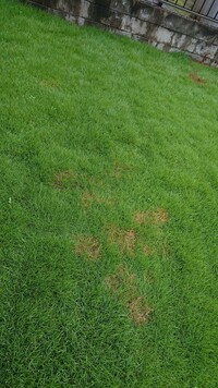 芝生の枯れ

今年のゴールデンウィーク中に芝生を植えました。
所々、丸く枯れてきれるのですが何が原因ですか？
梅雨開けに芝刈りをすればいいのですか？
肥料はいつとか予定？を芝生に無 知な私に教えてください