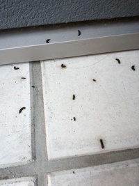 家の玄関の外に何かの糞 大きさは1cm弱 があり 取り除いても次の日には新しい Yahoo 知恵袋