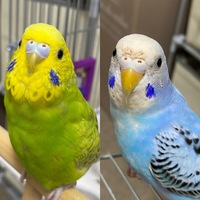 セキセイインコの性別について質問です 黄緑インコ4ヶ月水色インコ2ヶ月 Yahoo 知恵袋