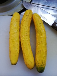 きゅうりについて 教えてください 私は黄色いきゅうりが好きな Yahoo 知恵袋