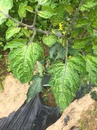 最近の車で ヘッドレストがやたら前に突き出ている形状のものが増えています Yahoo 知恵袋