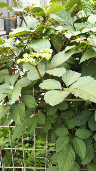 つる 植物 雑草 誕生 日 ライン 友達