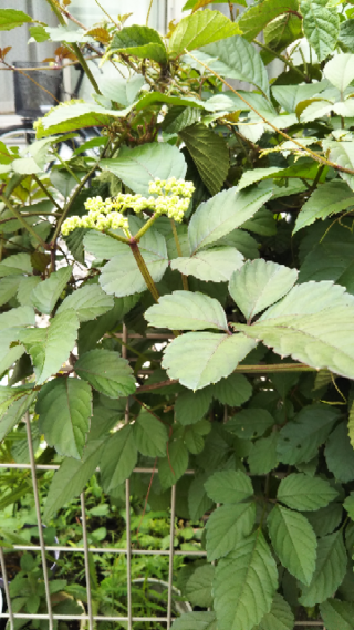 庭に生えてくる雑草で蔓性の植物なのですが 名前を教えて下 Yahoo 知恵袋