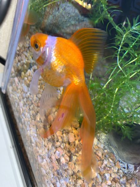 5年ほど前から買っている金魚が居るのですが 尾びれがよく白くなります Yahoo 知恵袋