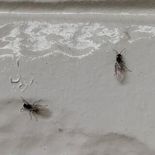 アリ 黒 発生 羽 蟻 大量