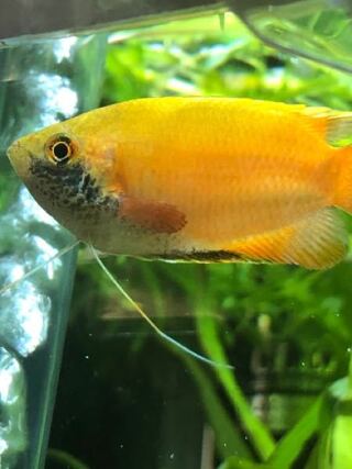 昨日からゴールデンハニードワーフグラミーのエラ付近に赤いもの Yahoo 知恵袋