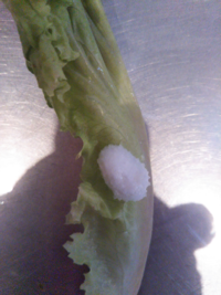 虫の卵 写真注意 白い塊がサニーレタスの葉に付いてい Yahoo 知恵袋