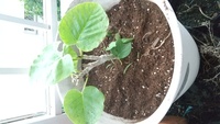 植木鉢に何年も植えていたため根が詰まって鉢から抜けない場合 どうすればい Yahoo 知恵袋