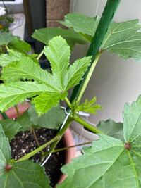 オクラのプランター菜園なのですが 蕾が茶色くなり落ちて Yahoo 知恵袋