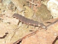 夜の暗いときに山の中で光ってる虫を撮影してみたのですが これはうっかり Yahoo 知恵袋