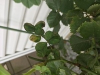 薔薇の葉の症状について質問します サマースノーという品種なのです Yahoo 知恵袋