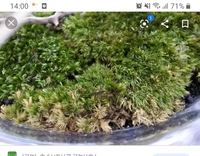 茶色くなった苔の再生について五月くらいに苔を買いました すぐ葉 Yahoo 知恵袋