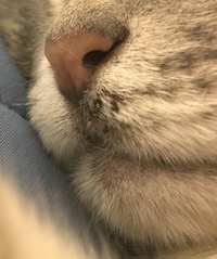 猫のアゴにかさぶたのようなものがあるのですが 家の猫のア Yahoo 知恵袋