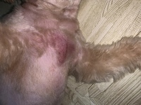 犬が飼い主のスリッパを枕にして寝る理由ってなんですか Yahoo 知恵袋