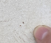 プランターの土に1mmにも満たない小さい虫が動いてました 大きさに対して意外と Yahoo 知恵袋