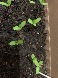 本葉とはどの葉っぱのことですか ガーデニング初心者です Yahoo 知恵袋