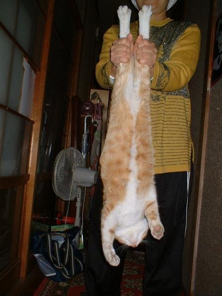 猫を抱くと暴れるのですが - 私は猫の抱き方が下手なのか、抱え上げる 