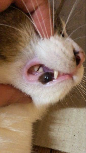 うちの猫（漱石）の口の中に黒い模様があります。なんなんですかコ 