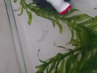 アカハライモリ7匹を60センチ水槽で飼っているのですが 掃除 Yahoo 知恵袋