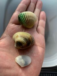 沖縄で潮干狩りをしましたが 3種類の貝が取れました この貝はそれぞれ何 Yahoo 知恵袋