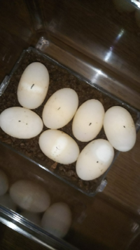先ほど亀が卵を産みました 有精卵無精卵分かる人いたら教えてくださ Yahoo 知恵袋