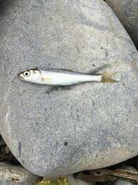 この魚は何でしょうか 川の中流でウグイやオイカワを狙って釣り Yahoo 知恵袋