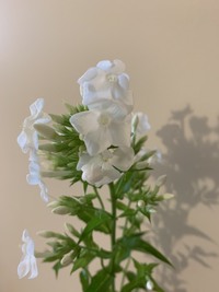 フロックス 花 についてフロックス 白 の切り花を花屋さんで購入しまし Yahoo 知恵袋