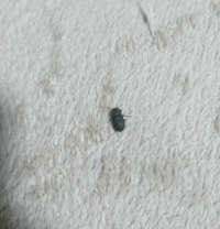 画像の虫が分かる方いませんか 教えて 住まいの先生 Yahoo 不動産